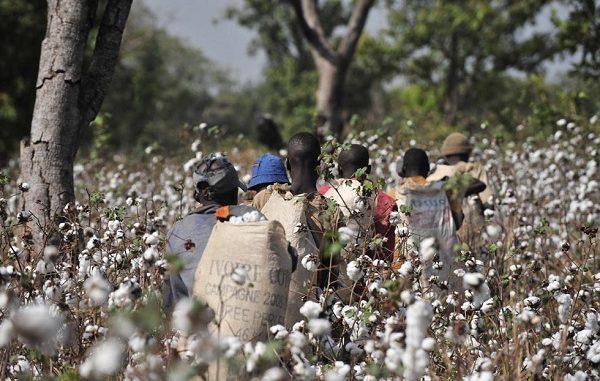 Ivorian farmers carry cotton after picki
